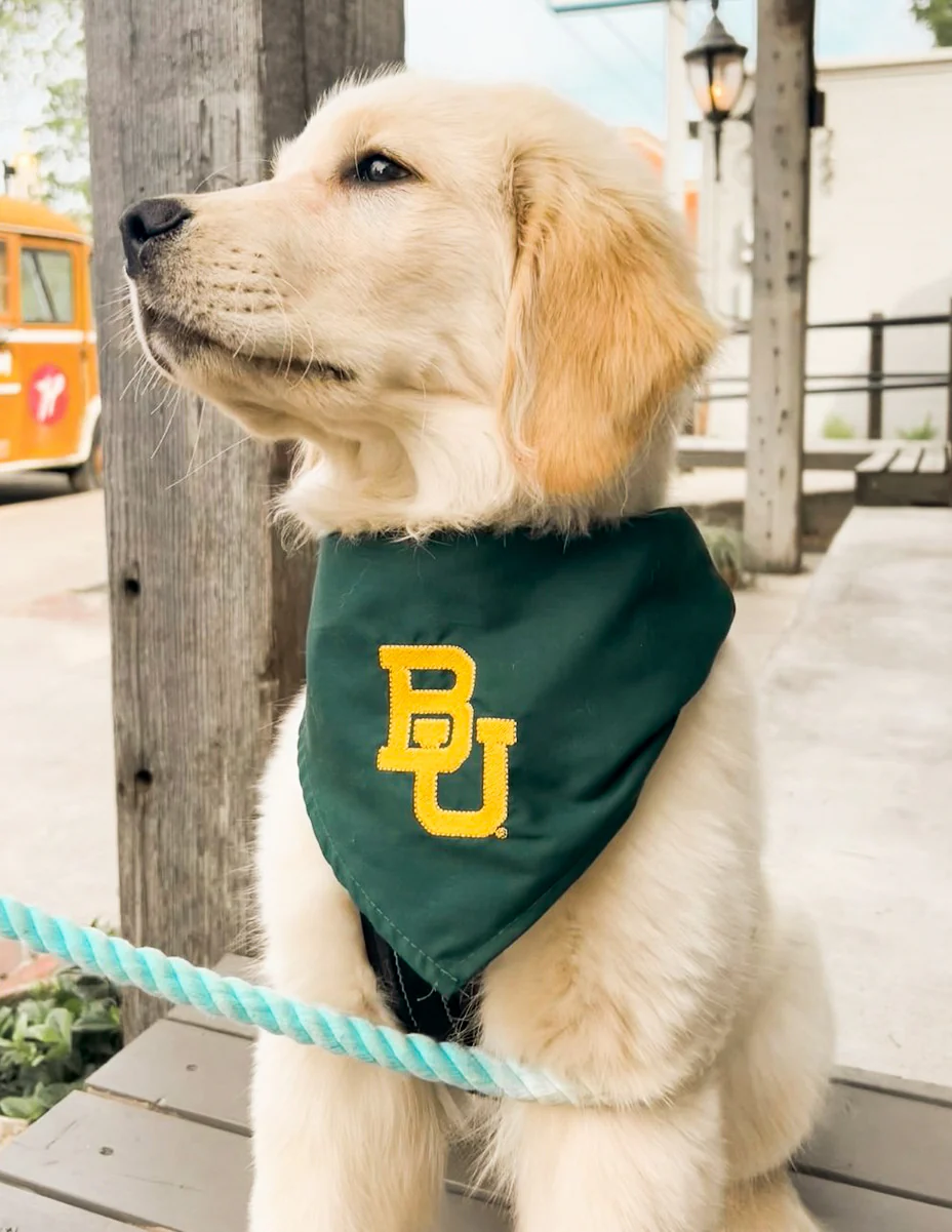 BU Dog Bandana - Image 2
